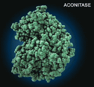 <I>The enzyme aconitase is a key player in the central pathway of energy production. As part of the citric acid cycle, it converts citrate into isocitrate. Excerpted from the full video "How Enzymes Work".
</I>