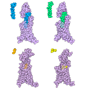 RCSB PDB Molecule of the Month