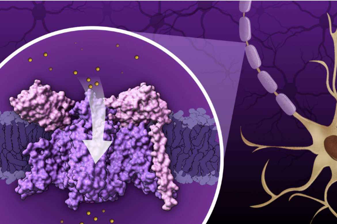 <I>When a neuron is at rest, sodium ions (yellow) make the cell&rsquo;s exterior more positively charged than its interior. When the neuronal signal is initiated at the synapse, positively charged ions flow into the neuron. This causes the voltage-gated sodium channels to open, allowing the cell membrane to undergo rapid depolarization. This change in potential activates voltage-gated sodium channels, allowing sodium ions to pour into the cell, further depolarizing the cell and ultimately triggering an action potential.





<BR>
Visit the <B>2025 Calendar: The Structural Biology of Nutrition</B> to learn more.<BR>
Illustration by RCSB PDB intern Xinyi Christine Zhang.
 </I>