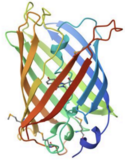 Explore Green Fluorescent Protein