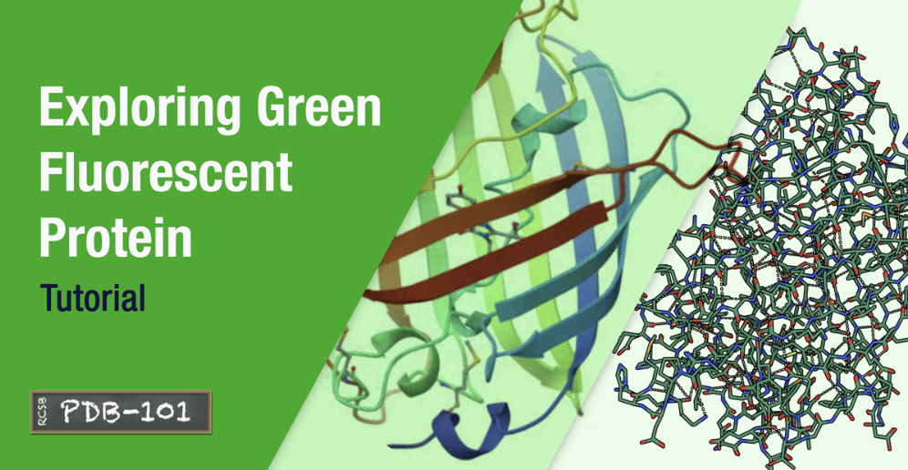 <I>Explore GFP at PDB-101</I>